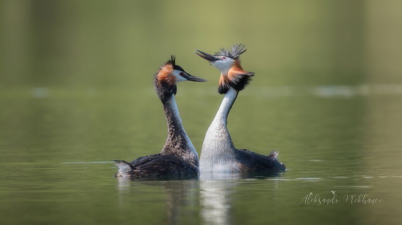 wildlife Чомгиphoto preview