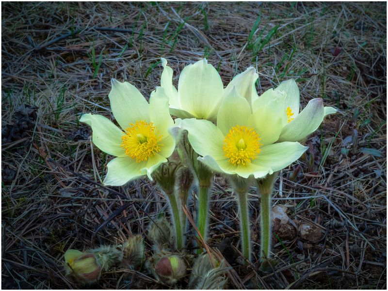 цветы,флора,растения. Прострел желтеющий.photo preview