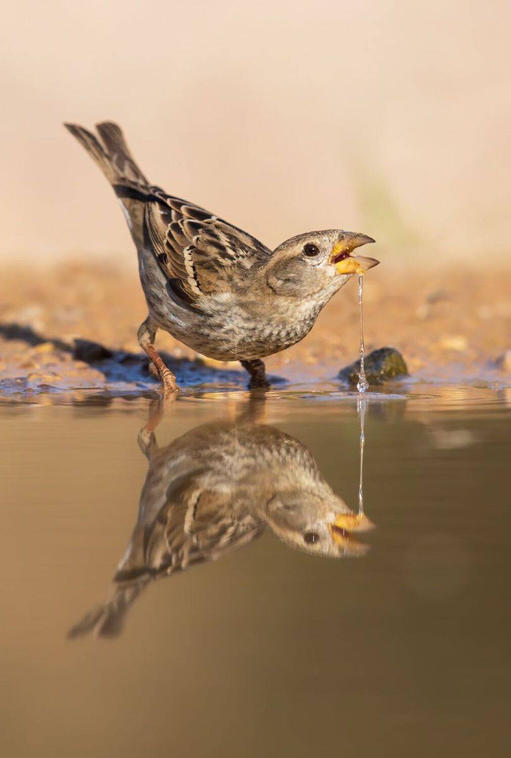 ***. Автор: Евгений Фруман , Евгений Фруман