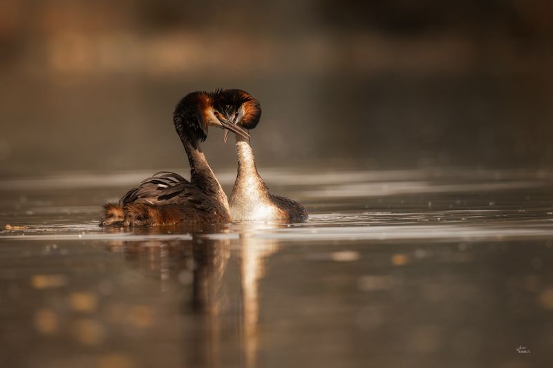 Haubentaucherphoto preview