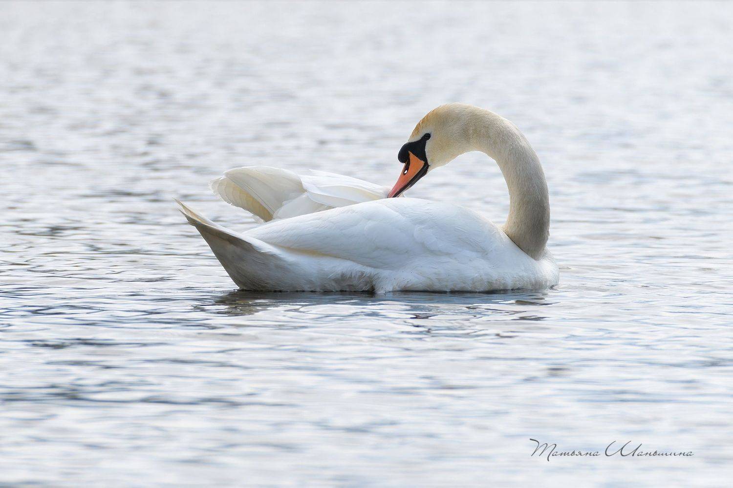 Лебедь. Автор: Татьяна Шаньшина дикая природа тульской области, птицы, лебеди, Татьяна Шаньшина