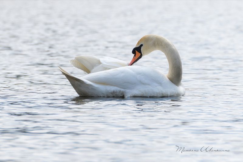 дикая природа тульской области, птицы, лебеди Лебедьphoto preview