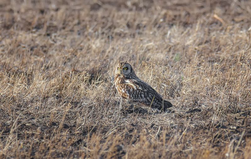 птица, болотная сова, степь, сова болотная. фото превью