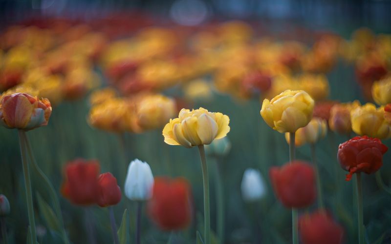 *** фото превью