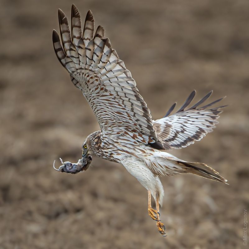 Пегий лунь с добычей (Circus melanoleucos).photo preview