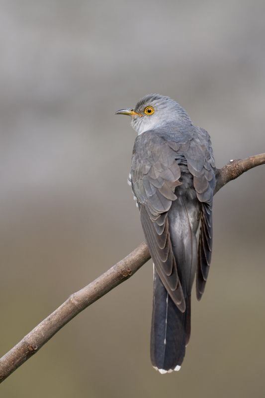 Cuculus canorusphoto preview