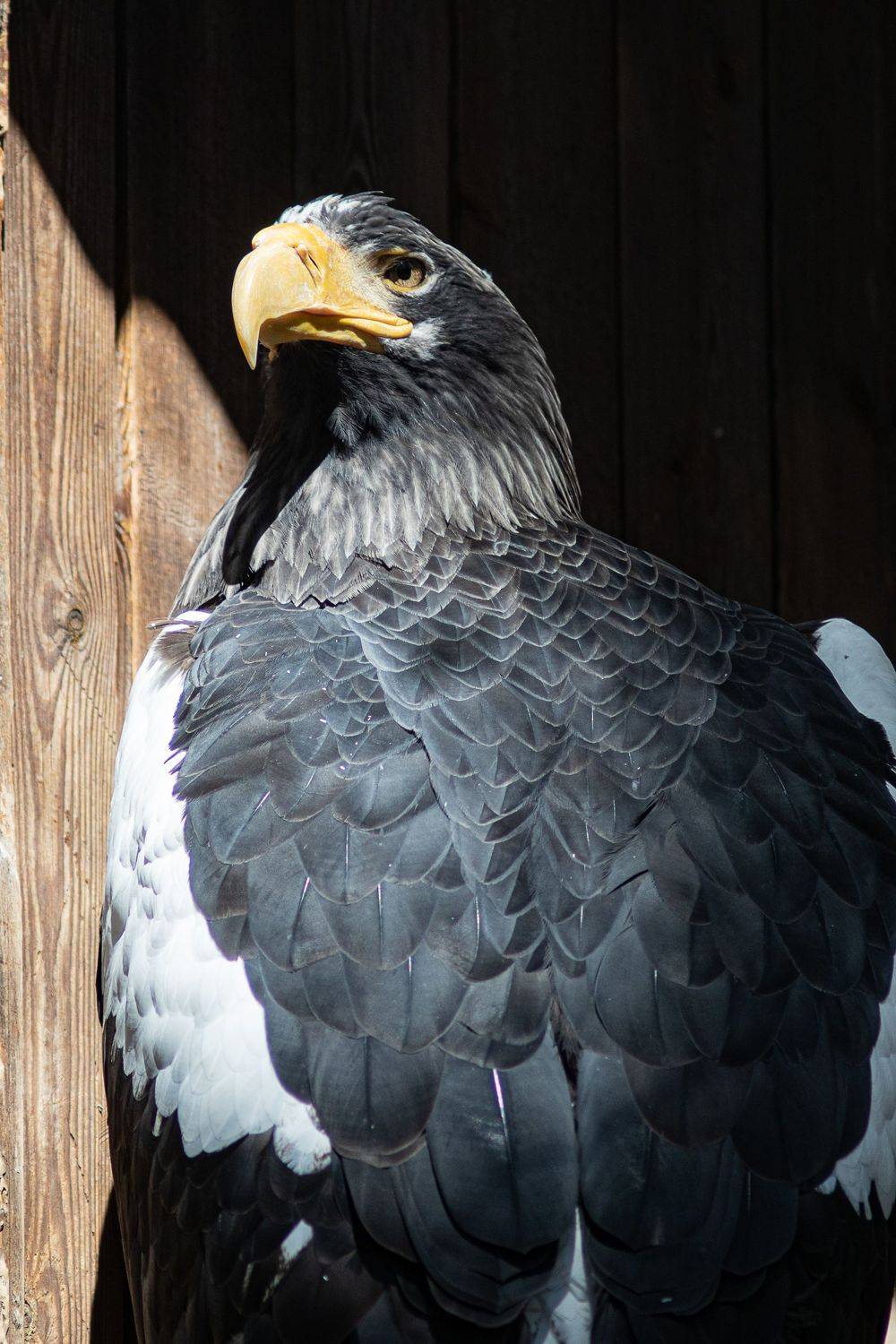 Орлан. Автор: Алексей Школдин , Алексей Школдин