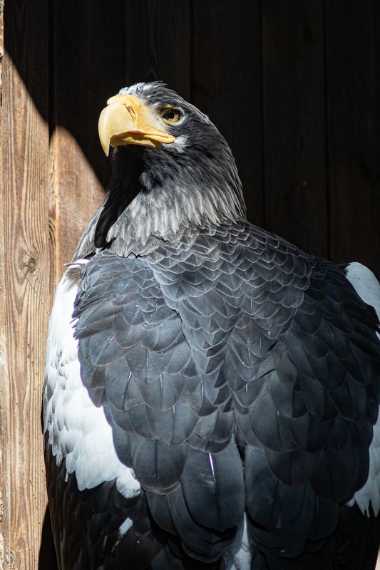 Орланphoto preview