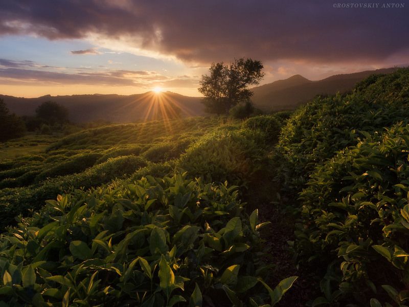 Чай, Сочи, фототур в Сочи, фототуры,  Вечерний чайphoto preview