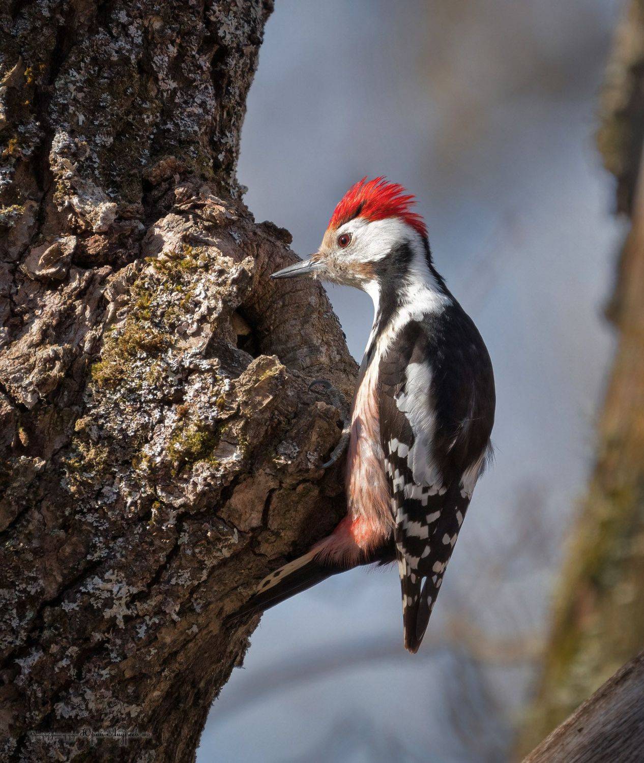 вертлявый дятел, спд, средний дятел, dendrocopos medius, Юрий Андреев