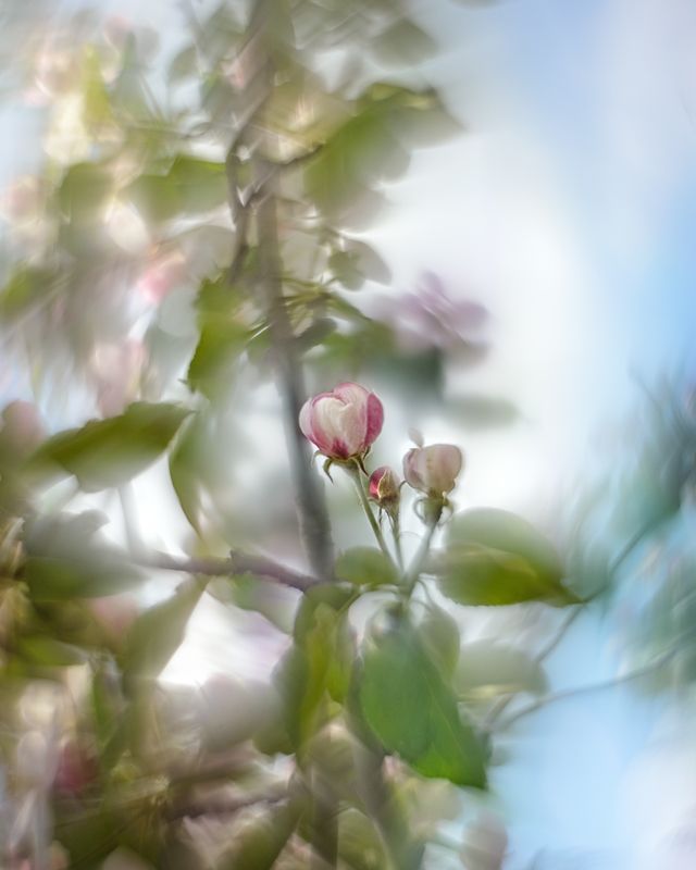 Весна чудесная пораphoto preview