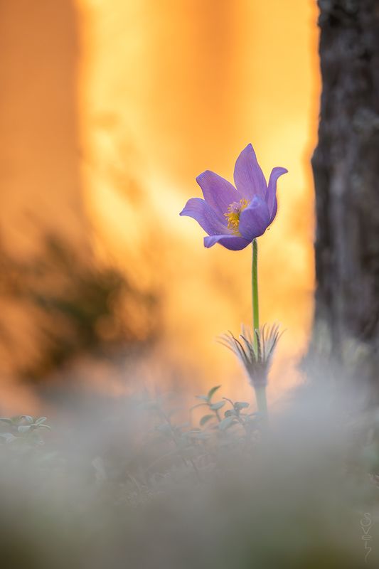 сон-трава сон-траваphoto preview