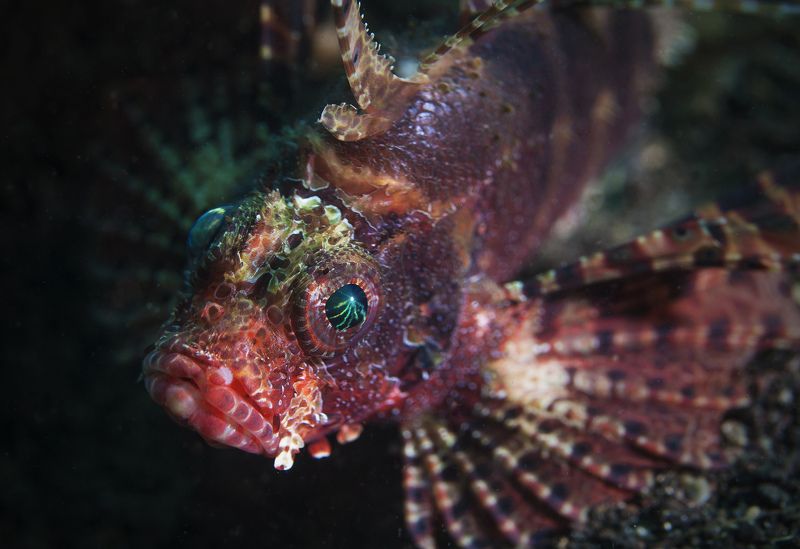 филиппины, крылатка, леонфиш дракоша фото превью