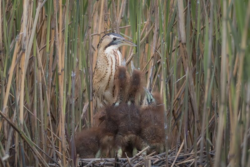 Выпь.photo preview