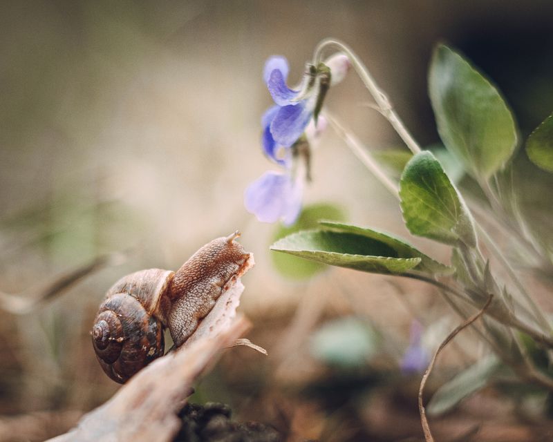 Фиалка и улиткаphoto preview
