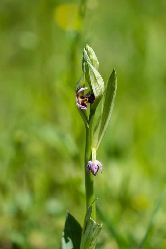 Офрисphoto preview