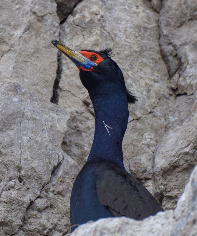 баклан камчатка птица природа Баклан краснолицыйphoto preview