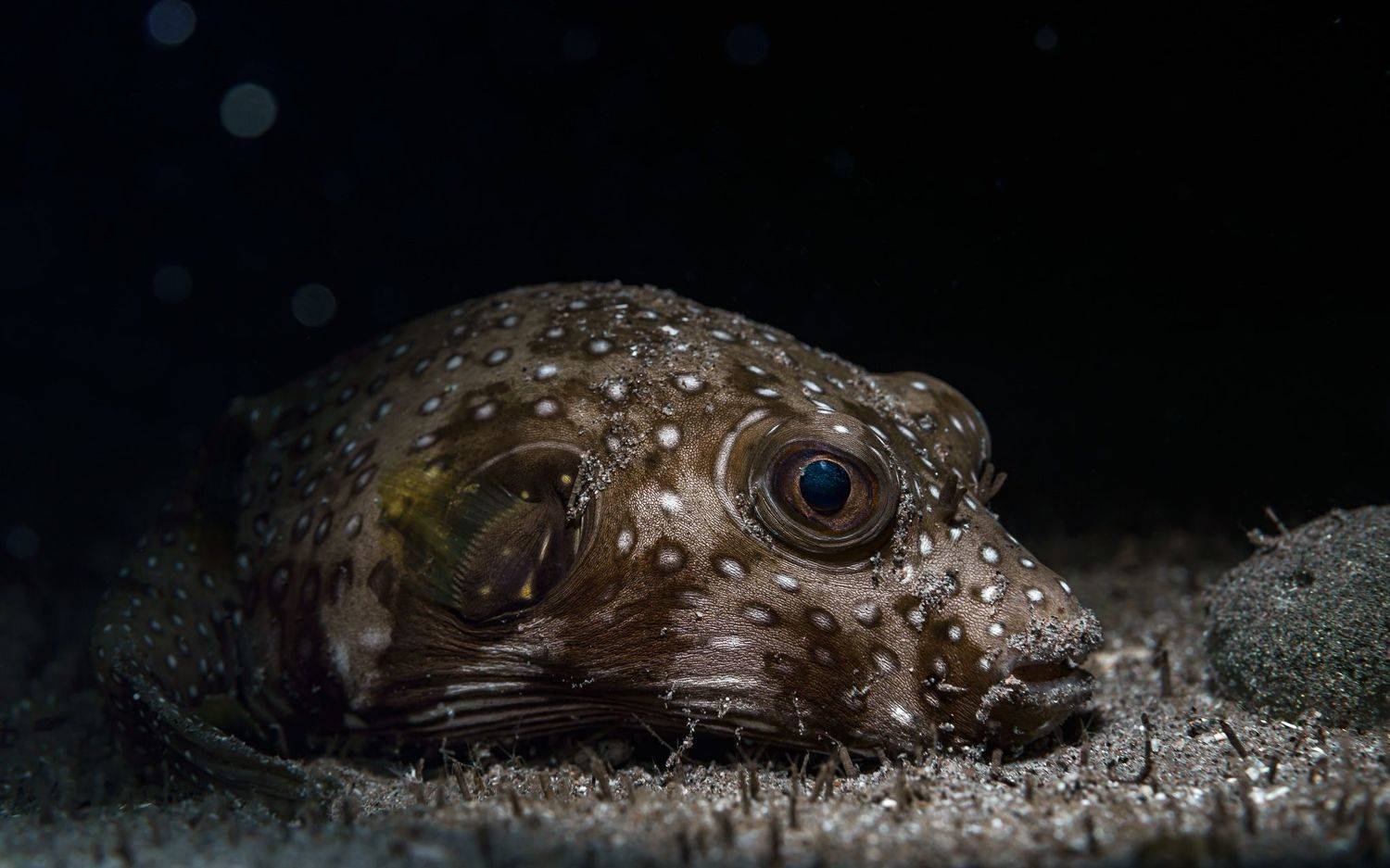 Спать пора! уснул "бычок".... Автор: Савин Андрей Подводная, фотография, иглобрюх, puffer, природа, макро, дайвинг, океан, рыбы, море, под водой, глубина, синева, вода, underwater, кораллы, риф, подводный, сноркелинг, фауна, underwater, wildlife, photography, ocean, sea, diving, Савин Андрей