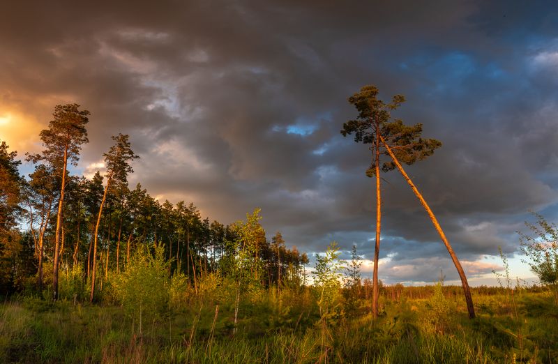 закат в сосновом боруphoto preview