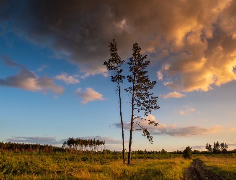 сосны на закатеphoto preview