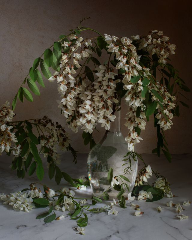 Белая акацияphoto preview