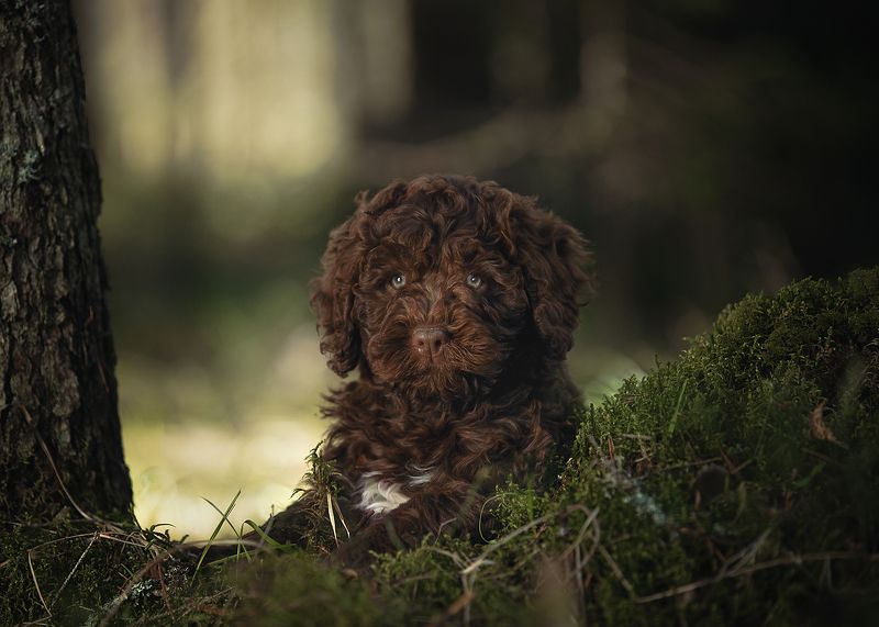 Милая Мила фото превью