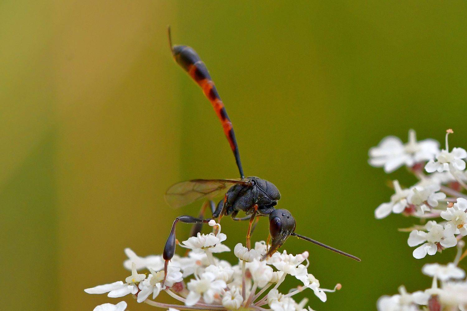 Наездник... Автор: Корнейчук Игорь , Корнейчук Игорь