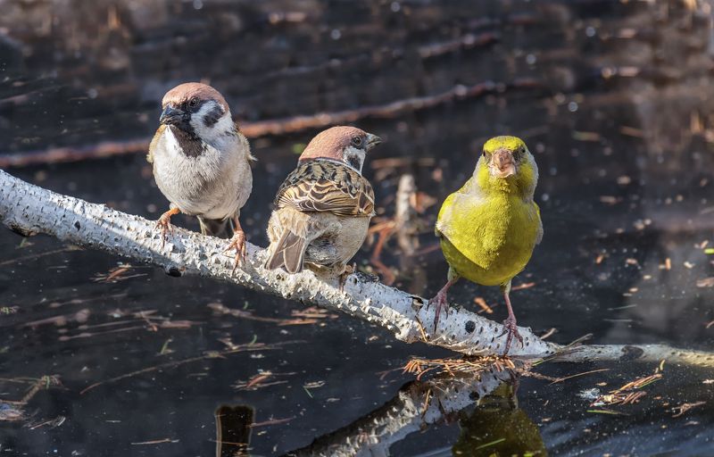 птицы, зеленушка, воробей, весна, солнышко, вода, Весёлые ребята..photo preview