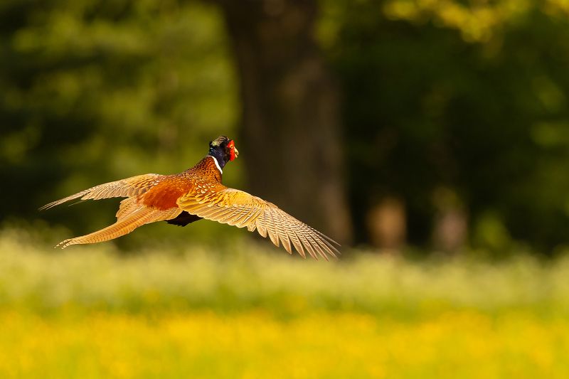 Pheasantphoto preview