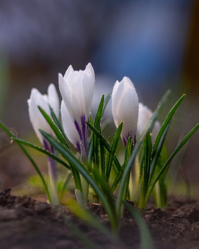 ***крокусыphoto preview