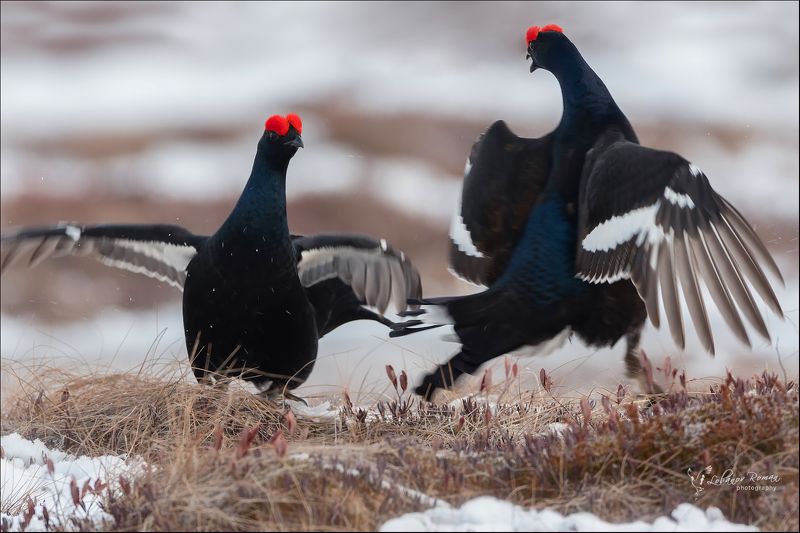 #фондгрантовглавы, #грантыглавыкарелия, #фотоохота, #водлозеро, #водлозерский_парк, #оопт, лобанов, тетерев * * *photo preview