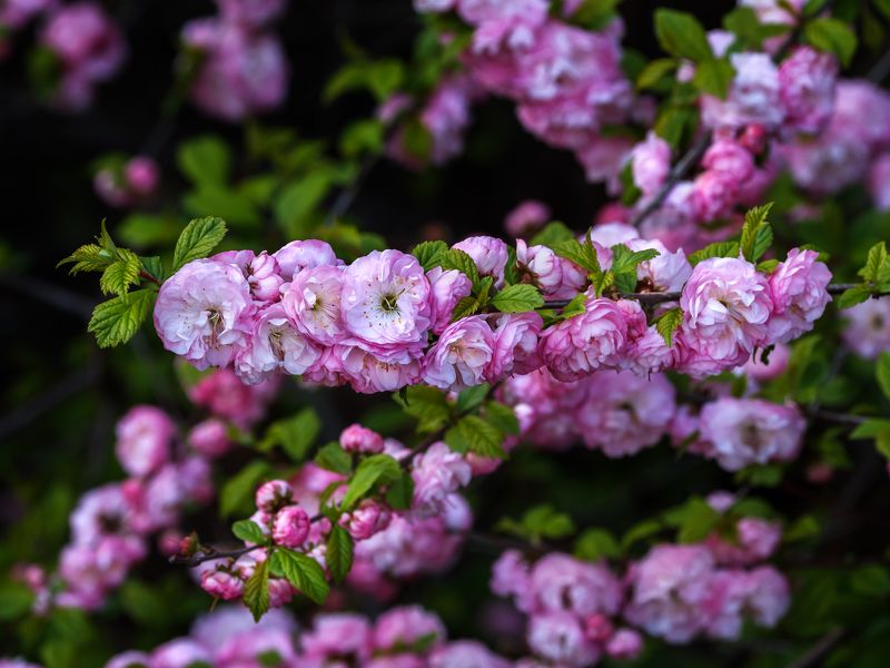 Японская сливаphoto preview