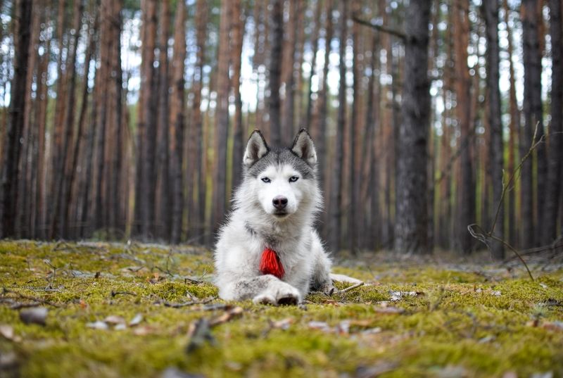 собака photo preview