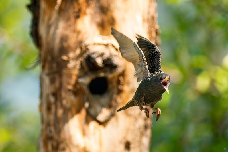 скворец , szpak, starling, wildlife Starlingphoto preview