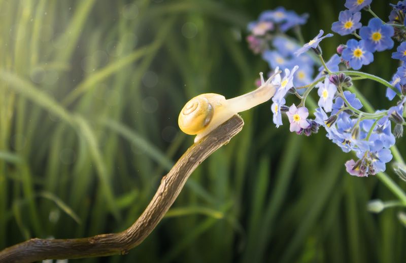 #snail #macro #narure #flower #wallpaper #background #closeup Запах весниphoto preview