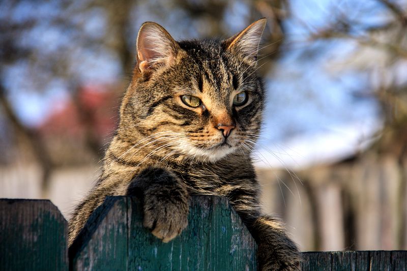 весна,кот Пойдут клочки по закоулочкамphoto preview