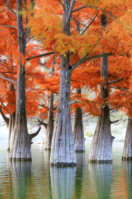 Цветной ноябрьphoto preview