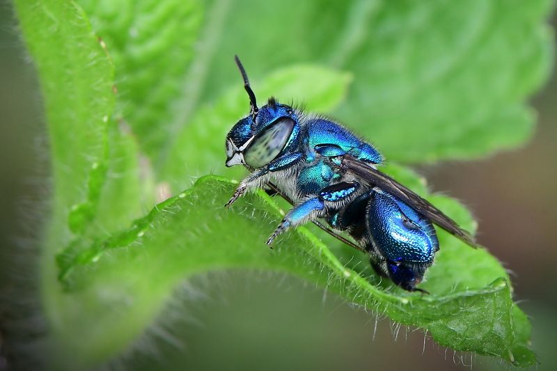 abelha, denis moura, mogi das cruzes, brasil, bee Abelhaphoto preview