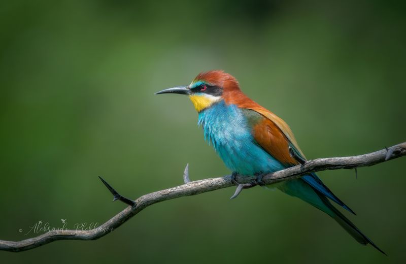 wildlife , живая , природа , щурки , золотистые В колонии щурок золотистыхphoto preview