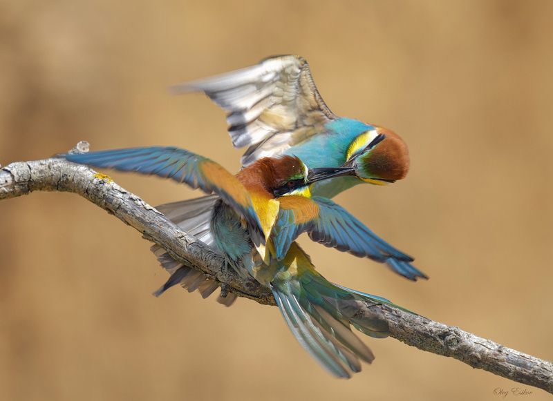 птицы, золотистые, щурки Кто на присаде главный?photo preview