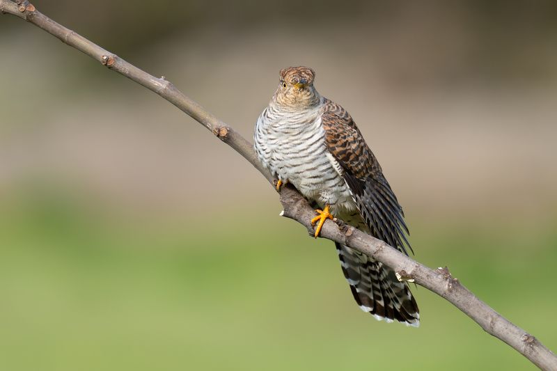 Cuculus canorusphoto preview