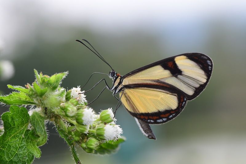 borboleta, denis moura,  mogi das cruzes,  brasil Borboletaphoto preview