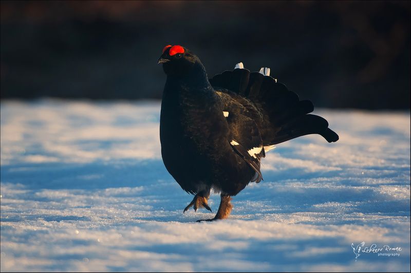 тетерев, лобанов, карелия, водлозерский * * *photo preview