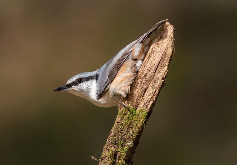 поползень, птица, фотоохота, животные, nuthatch, birds Древолаз ( поползень обыкновенный )photo preview