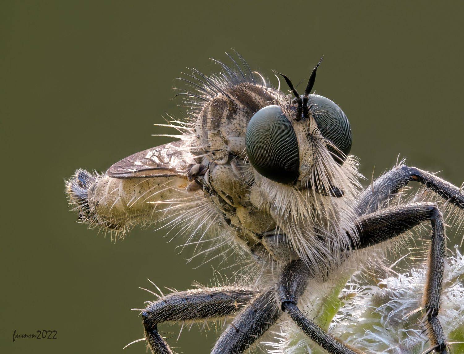 ПОРТРЕТ 3/4 КТЫРЬ. СТЕКИНГ. Автор: Игорь ФУММ , Игорь ФУММ