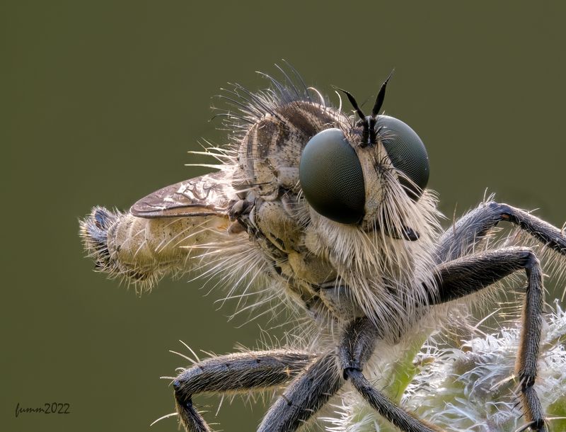 ПОРТРЕТ 3/4 КТЫРЬ. СТЕКИНГphoto preview