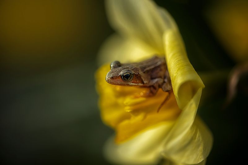 Королева нектара фото превью