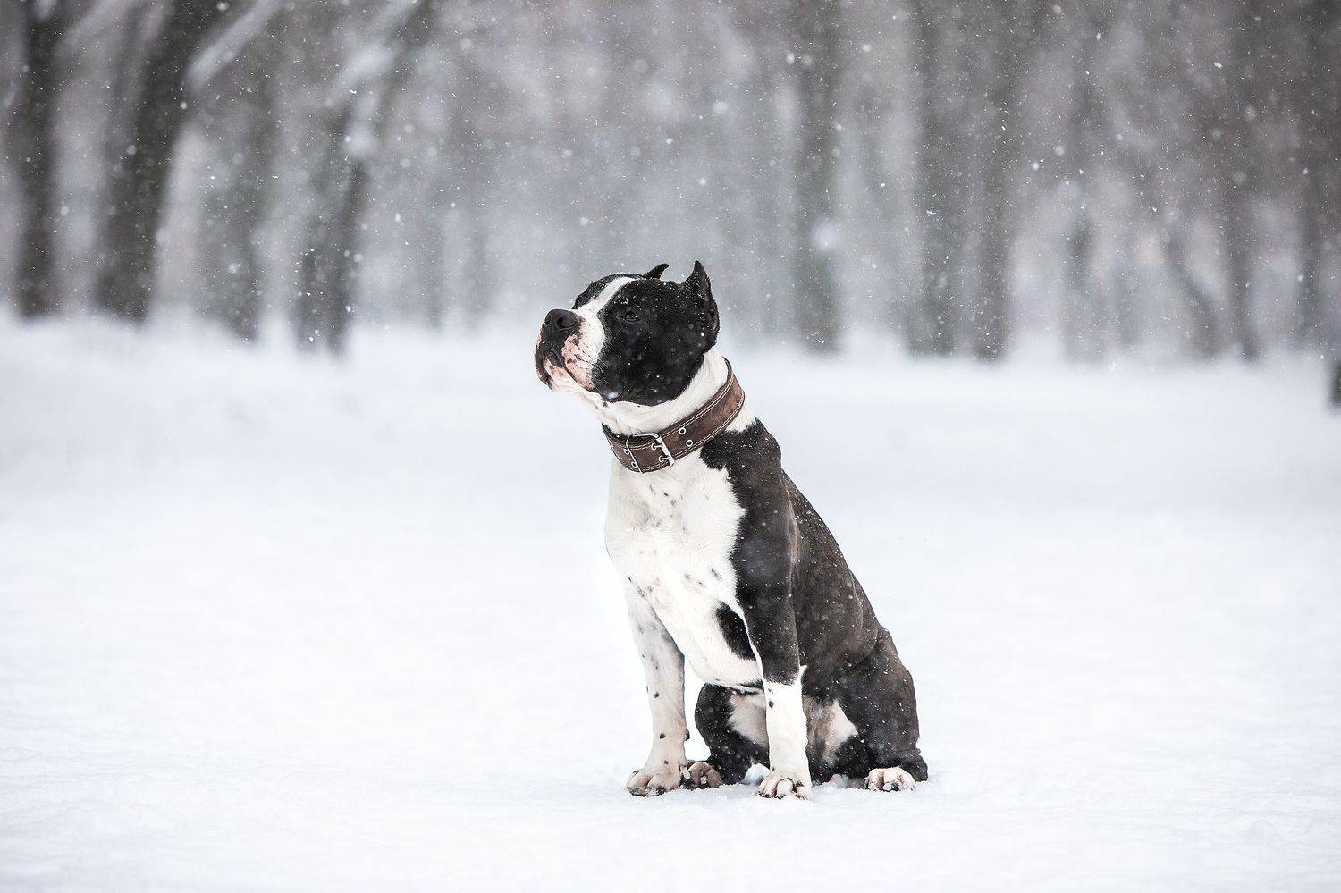 Автор: Галина Ледок , Галина Ледок