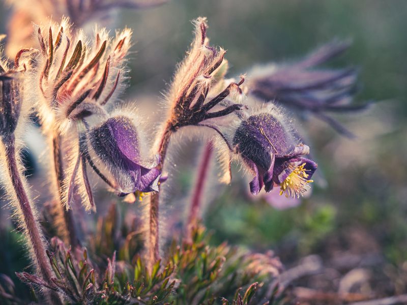 Сон-траваphoto preview