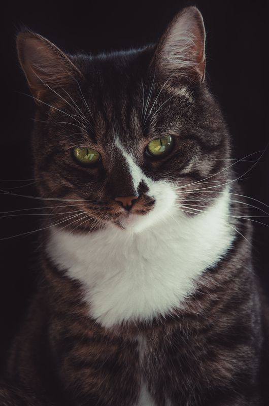 кот, шерстяной, домашние_животные Котосессияphoto preview